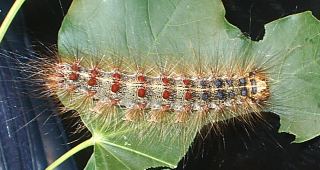 The European gypsy moth caterpillar. (Image: NatureFreak07/Flickr)
